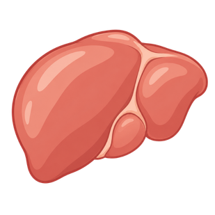 Beef Liver