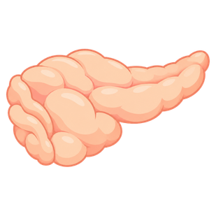 Beef Pancreas