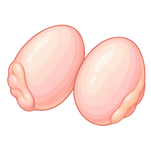 Beef Testicles